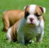 English-bulldog-puppies