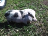 pot-belly-pig