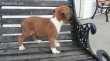 Gorgeous-male-boxer-puppy-for-sale